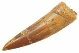 Fossil Spinosaurus Tooth - Real Dinosaur Tooth #297344-1